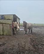 Rambo amigo bravo 6'3 (140/190), Dieren en Toebehoren, Ophalen of Verzenden, Gebruikt, Deken