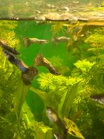 Blue/red metalguppen, Dieren en Toebehoren, Vis