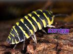 Armadillidium maculatum Yellow (Yellow Zebra Isopod), Overige soorten