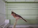 Rode kardinaal pop, Dieren en Toebehoren, Vogels | Overige Vogels, Vrouwelijk, Geringd