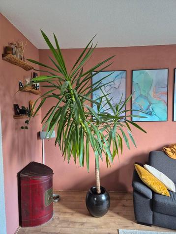 Yucca 220cm hoog (140 cm breed) beschikbaar voor biedingen