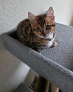 Bengaal kittens raszuiver met stamboom, Dieren en Toebehoren, Katten en Kittens | Raskatten | Korthaar, Poes, Gechipt, 0 tot 2 jaar