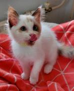 Zeer knuffelige ragdoll kittens met stamboom, Dieren en Toebehoren, Katten en Kittens | Raskatten | Langhaar, Meerdere dieren