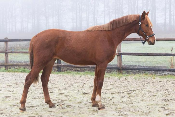 Jaarling hengst en 7 jarige elite merrie, Dieren en Toebehoren, Paarden, Meerdere dieren, M, 170 tot 175 cm, 3 tot 6 jaar, Dressuurpaard