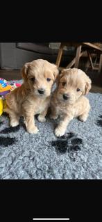 Lieve Maltipoo pups (maltezer x poedel)🐶, Dieren en Toebehoren, Honden | Niet-rashonden, CDV (hondenziekte), 8 tot 15 weken, Teef