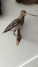 Opgezette watersnip, Ophalen of Verzenden, Zo goed als nieuw, Vogel, Opgezet dier