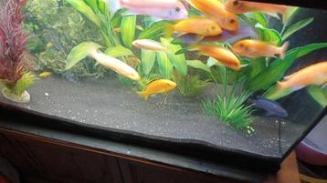 diverse malawi cichlide,s 8cm te koop  beschikbaar voor biedingen