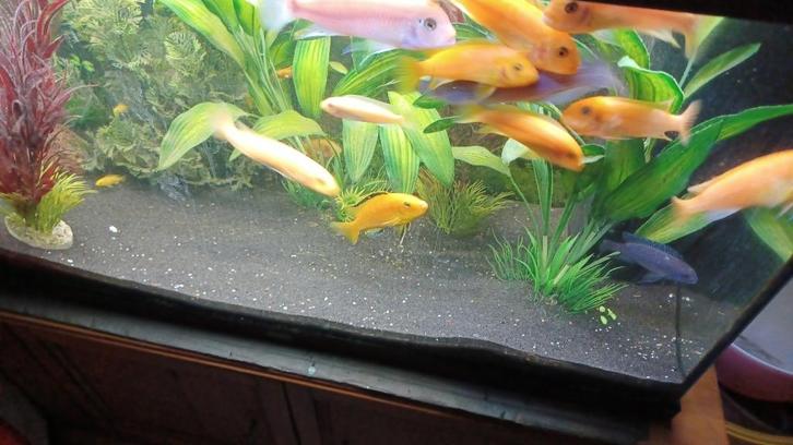 diverse malawi cichlide,s 8cm te koop, Dieren en Toebehoren, Vissen | Aquariumvissen, Zoetwatervis, Vis