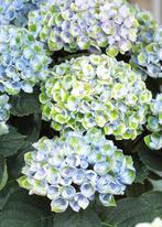 Hortensia Magical Blue,, Ophalen, Overige soorten, Halfschaduw