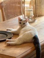 Een lief meisje van 1 jaar., Dieren en Toebehoren, Katten en Kittens | Raskatten | Korthaar, Poes, Gechipt, 0 tot 2 jaar