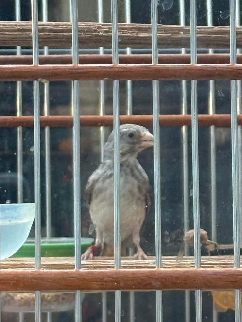 Witstuit edelzanger man, Dieren en Toebehoren, Vogels | Overige Vogels, Tropenvogel, Mannelijk
