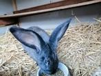 Rammetje kruising lotharinger x vlaamse reus, Dieren en Toebehoren, Konijnen, Mannelijk, Groot, 0 tot 2 jaar
