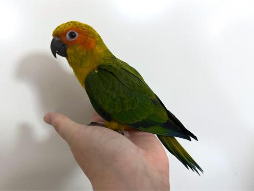 Super tam baby Zonparkiet mannetje, Dieren en Toebehoren, Vogels | Parkieten en Papegaaien, Parkiet, Mannelijk, Tam, Geringd