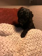 Mini labradoodle pups, Parvo, Overige rassen, 8 tot 15 weken, Meerdere