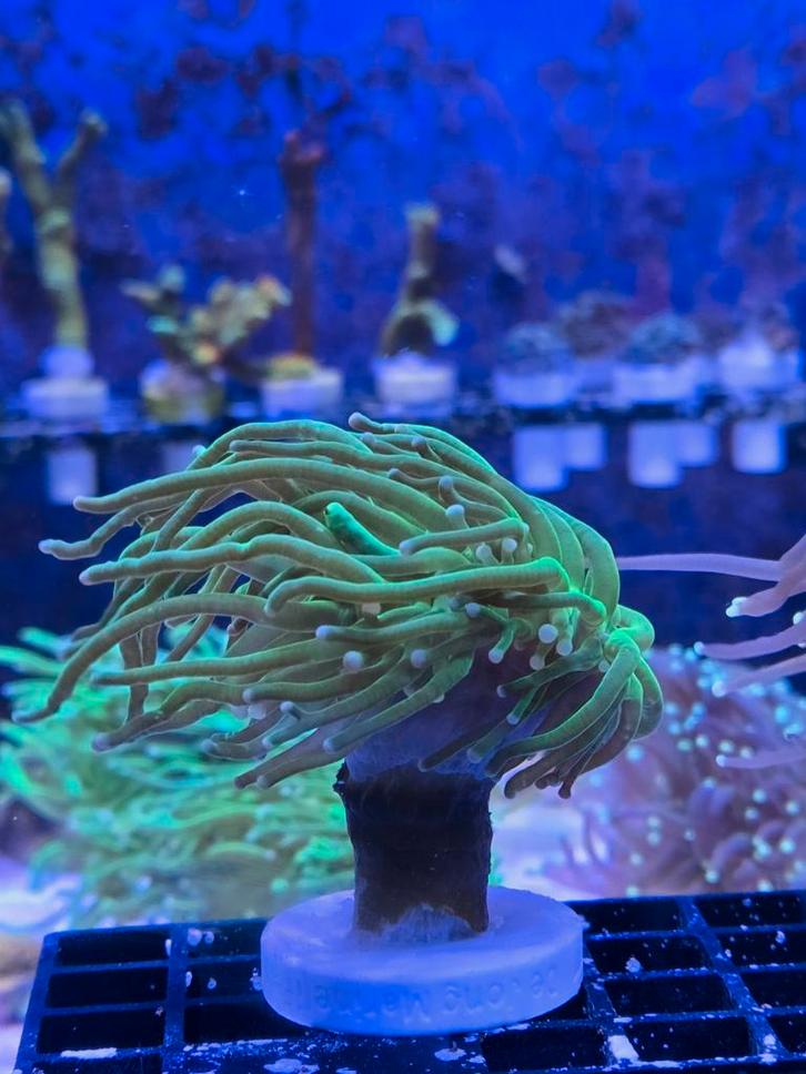 Toxic green Toorts koraal stekjes, Dieren en Toebehoren, Vissen | Aquaria en Toebehoren, Nieuw, Plant(en), Steen of Hout, Ophalen