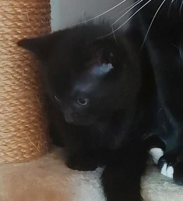 Kittens beschikbaar voor biedingen