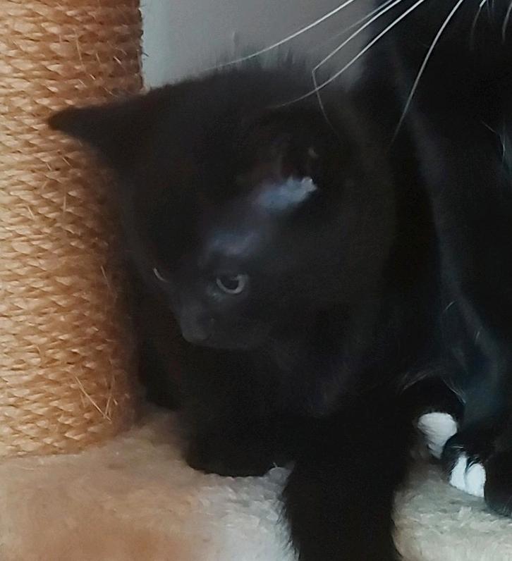 Kittens, Dieren en Toebehoren, Kattenmanden, Ophalen