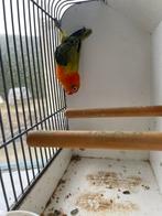 1 fischerie opaline D groene split Dilute, Vrouwelijk, Dwergpapegaai of Agapornis, Geringd