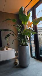 Strelitzia Nicolai - 190cm - Incl. pot, Huis en Inrichting, Kamerplanten, Ophalen