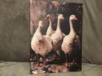 Ganzen Schilderij Canvas - Nieuwstaat, Ophalen