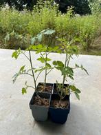 Tomatenrijk varia, Ophalen, Volle zon, Groenteplanten, Eenjarig