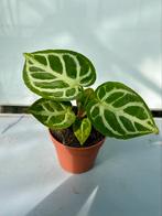 Anthurium Silver Blush P12, Ophalen of Verzenden, Overige soorten, Minder dan 100 cm