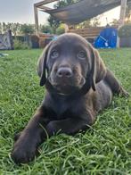 Deze knapperd labrador pup zoekt 5* huisje, Dieren en Toebehoren, Honden | Retrievers, Spaniëls en Waterhonden, Rabiës (hondsdolheid)