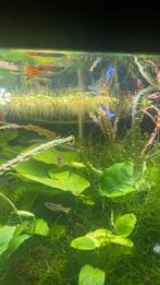 Guppy’s tekoop, Dieren en Toebehoren, Vissen | Aquariumvissen, Vis