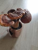 versteende paddenstoel canoderma lucidum lingzi nieuw, Verzamelen, Beelden en Beeldjes, Ophalen of Verzenden, Nieuw