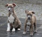 Amerikaanse Stafford pups, Dieren en Toebehoren, Honden | Jack Russells en Terriërs, België, CDV (hondenziekte), 8 tot 15 weken