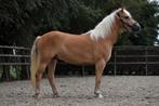 ## Super stoere en onwijs knappe haflinger ruin ##, Ruin, 3 tot 6 jaar, Onbeleerd, D pony (1.37m tot 1.48m)