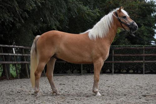 ## Super stoere en onwijs knappe haflinger ruin ##, Dieren en Toebehoren, Pony's, Ruin, Onbeleerd, D pony (1.37m tot 1.48m), Recreatiepony