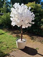 Grote bloesemboom nieuw incl pot, Ophalen, Nieuw