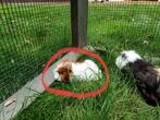 Borstelharige cavia zeugjes, Dieren en Toebehoren, Cavia, Augustus, Vrouwelijk, Tam