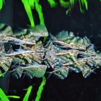 Carnegiella strigata strigata, Dieren en Toebehoren, Vissen | Aquariumvissen, Vis
