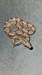 0.0.1 Boa imperator(BCI), Hypo (pos het kahl) 04-24, Dieren en Toebehoren, Reptielen en Amfibieën, Slang, 0 tot 2 jaar, Tam