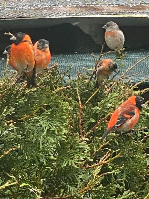 Bloem putters kaputsijsen mozambiguesijs kanaries, Dieren en Toebehoren, Vogels | Overige Vogels, Mannelijk