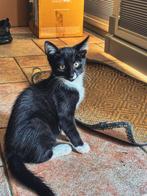 Kittens