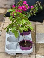 2 klimplanten, Volle zon, Vaste plant, Zomer, Ophalen