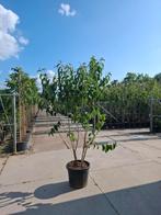 meerstammige zevenzonenboom heptacodium miconioides, Overige soorten, Zomer, Ophalen, Volle zon