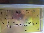 Black mollies, Dieren en Toebehoren, Vis, Zoetwatervis