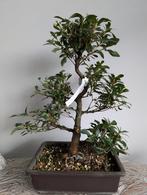 Satsuki Azalea Hanabin Bonsai, Tuin en Terras, Bloeit niet, Halfschaduw, Minder dan 100 cm, Overige soorten