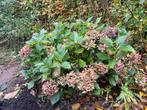Donkerrose boerenHortensia- Prachtige Bloeier!, Vaste plant, Halfschaduw, Zomer, Ophalen