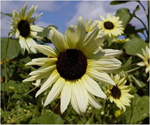 Zonnebloem Vanilla Ice zaden, Tuin en Terras, Bloembollen en Zaden, Verzenden