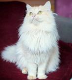 Prachtige Ragdoll x Perzisch Kittens – Super Lief & Pluizig, Dieren en Toebehoren, Kater