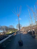 Prunus Kanzan - Japanse Sierkers, Overige soorten, Lente, 100 tot 250 cm, Ophalen