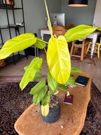 Philodendron malay gold, Ophalen