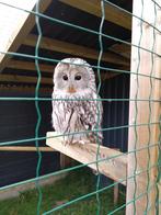 Te Koop: Oeraluil man, Dieren en Toebehoren, Vogels | Overige Vogels, Mannelijk, Roofvogel, Geringd