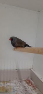 Koppel charcoals, Dieren en Toebehoren, Vogels | Overige Vogels, Meerdere dieren, Geringd