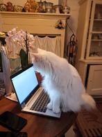 Gezocht: witte kat als verrassing voor mijn moeder, Geslacht onbekend